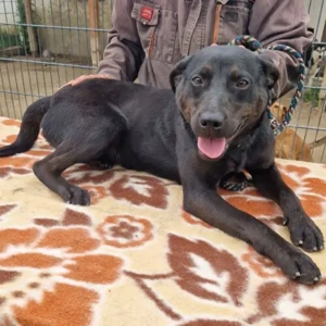 Lena-LabradorMix-April 2024 geboren