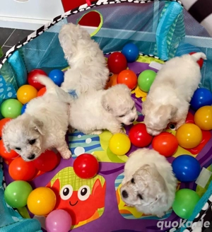 reinrassige Bichon Frise Welpen Ahnentafel & Starterpaket