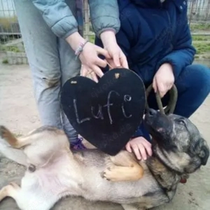 Lufi-SchäferhundMix- geb. ca 04 2020