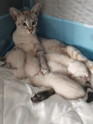 Liebevolle babys sind da