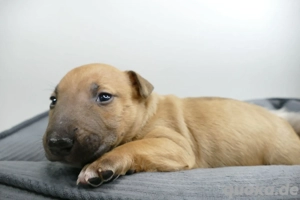 Miniatur Bullterrier 