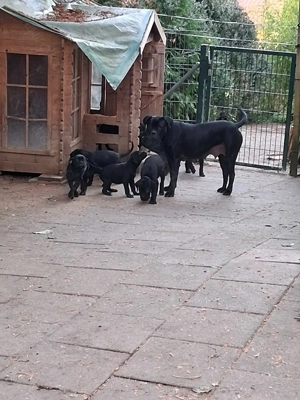 Cane Corso x Boxerwelpen