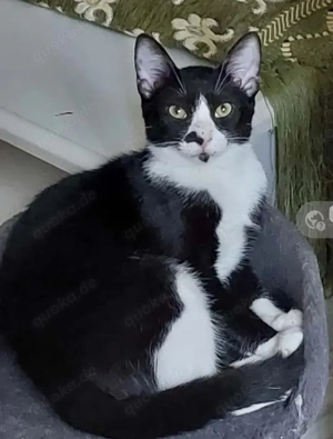 Nino Schmusekater sucht Familie zum kuscheln