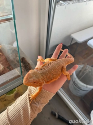 Bartagamen Baby's ( Männchen ) 