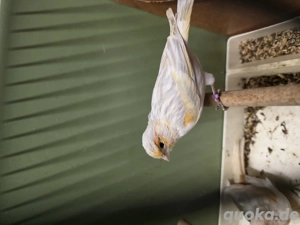 1paar rot mosaik isabels Kanarienvogel 