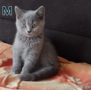 BKH Kitten abholbereit 