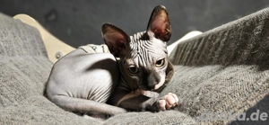 Sphynx kitten sucht kuschelpersonal
