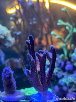 Montipora SPS abzugeben