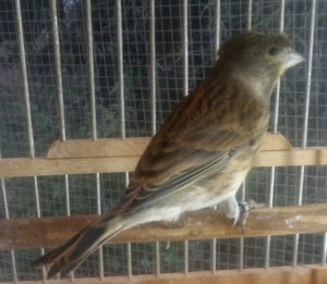 Hänfling x Timbrado Espanol Kanarienvogel Mischling Hahn 2025