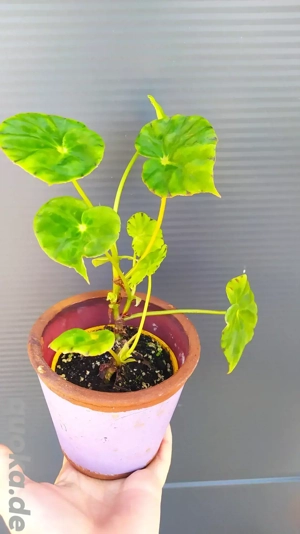 Begonia mazae var viridis 