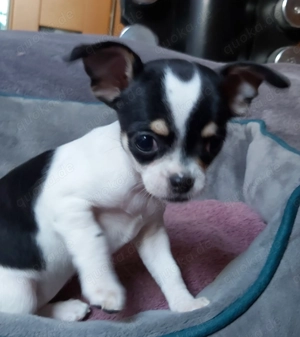 Chihuahuawelpen (weiblich und männlich) suchen ein neues zu Hause