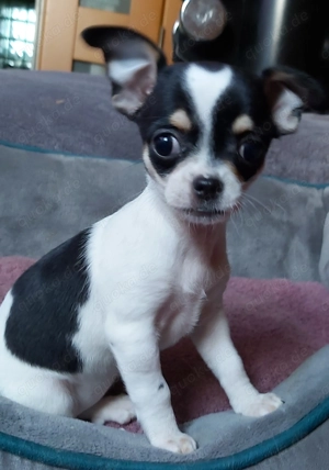 Chihuahuawelpen suchen neues Personal! 