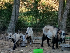 Junge Milchziege mit Bocklamm zu verkaufen