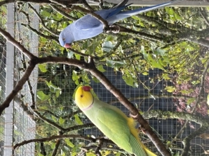 Halsbandsittiche, DNA Geschlechtsbestimmt 