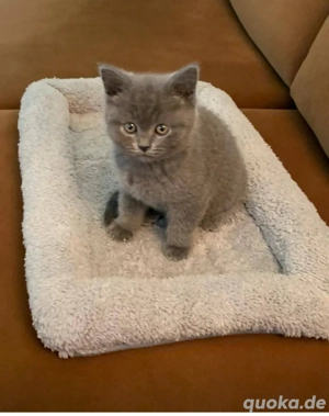 Süße BKH Kätzchen abzugeben