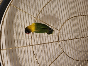  Schwarzköpfchen (Agapornis personatus)   sucht neuen Partner 