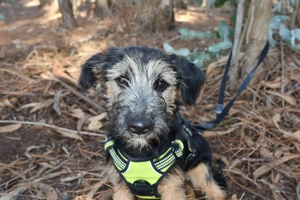 PAULI sucht sein Traumkörbchen