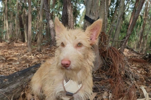 PEANUT wünscht sich ein liebevolles Daheim