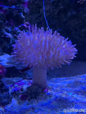 Meerwasser Pilzleder Koralle