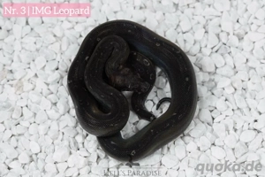 IMG Leopard aus Sonora Verpaarung