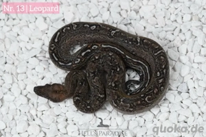 Leopardboas aus Sonora Verpaarung