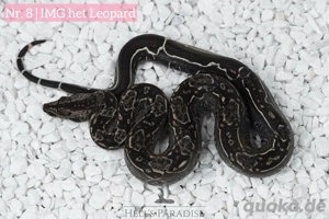 IMG het Leopard aus Sonora Verpaarung