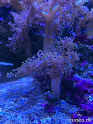 Meerwasser keniabäumchen Koralle
