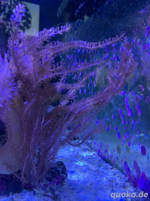 Meerwasser Koralle Gorgonie Weichkoralle