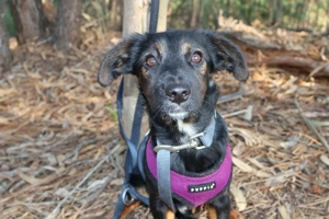 VICI sucht ihre Herzensmenschen