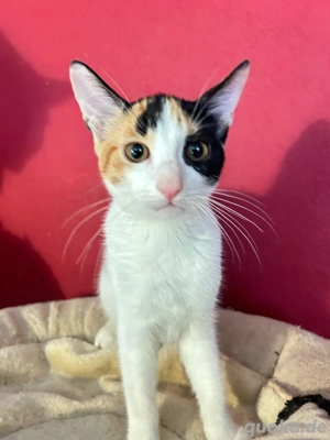 Glückskatze Tara sucht ihre Menschen Bild 3