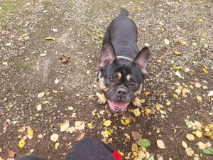 Ich verkaufe meine 6 Jahre alte englische bulldogge 