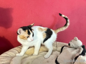 Glückskatze Tara sucht ihre Menschen Bild 2