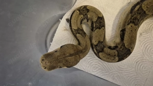 Darf Boa Constrictor