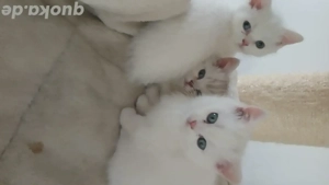 Reinrassige BKH 4 Kätzchen Schneeweiss 