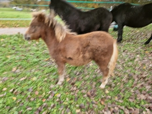 Bildhübsche Shetty-Stutfohlen Bild 2