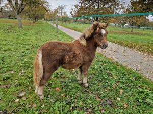 Bildhübsche Shetty-Stutfohlen Bild 3