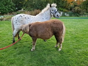 Bildhübsche Shetty-Stutfohlen Bild 4