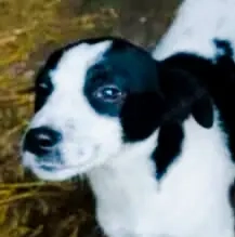 Siran braucht ein richtiges Zuhause