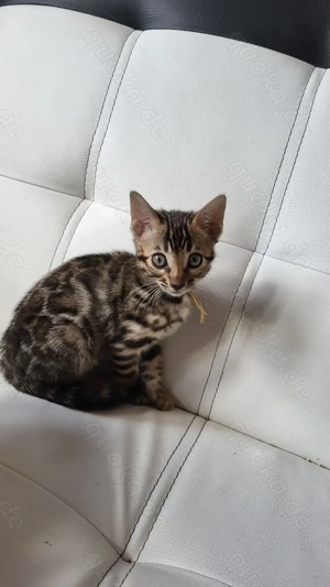 Premium Bengal Kitten