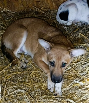 Oskar - schenkst du ihm ein liebevolles Zuhause? Bild 7