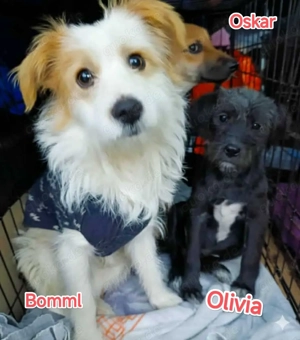 Oskar - schenkst du ihm ein liebevolles Zuhause? Bild 10