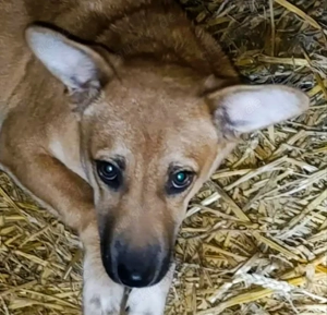Oskar - schenkst du ihm ein liebevolles Zuhause?