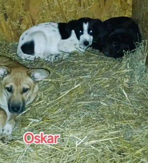 Oskar - schenkst du ihm ein liebevolles Zuhause? Bild 9