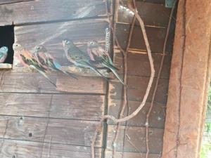 Bourkesittiche, Rubino, Lutino, bunt und Wildf, Glanzsittiche Aqua 