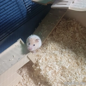 Ich verkaufe mein Hamster 