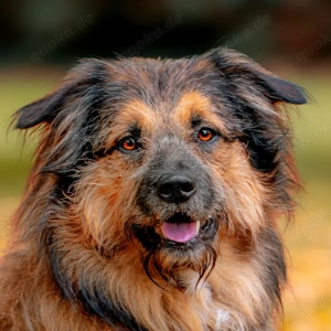 Sly, 2 Jahre - Briard-Mix - Tierhilfe Franken e.V.