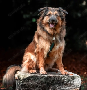 Sly, 2 Jahre - Briard-Mix - Tierhilfe Franken e.V.