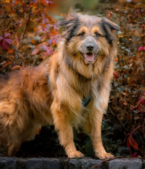 Sly, 2 Jahre - Briard-Mix - Tierhilfe Franken e.V.