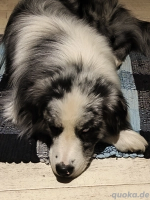 Australian Shepherd, Aussie, blue merle bi, blaue Augen, Deckrüde  Bild 3