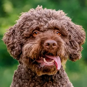 La-Cody - 5 Jahre - Lagotto Romagnolo - Tierhilfe Franken e.V.